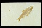Fossil Fish (Knightia) - Green River Formation #133964-1